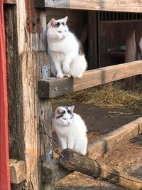 Unsere Stallkatzen