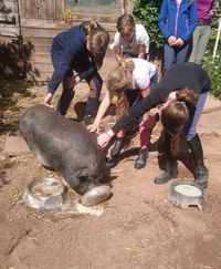 Besuch bei Schweine